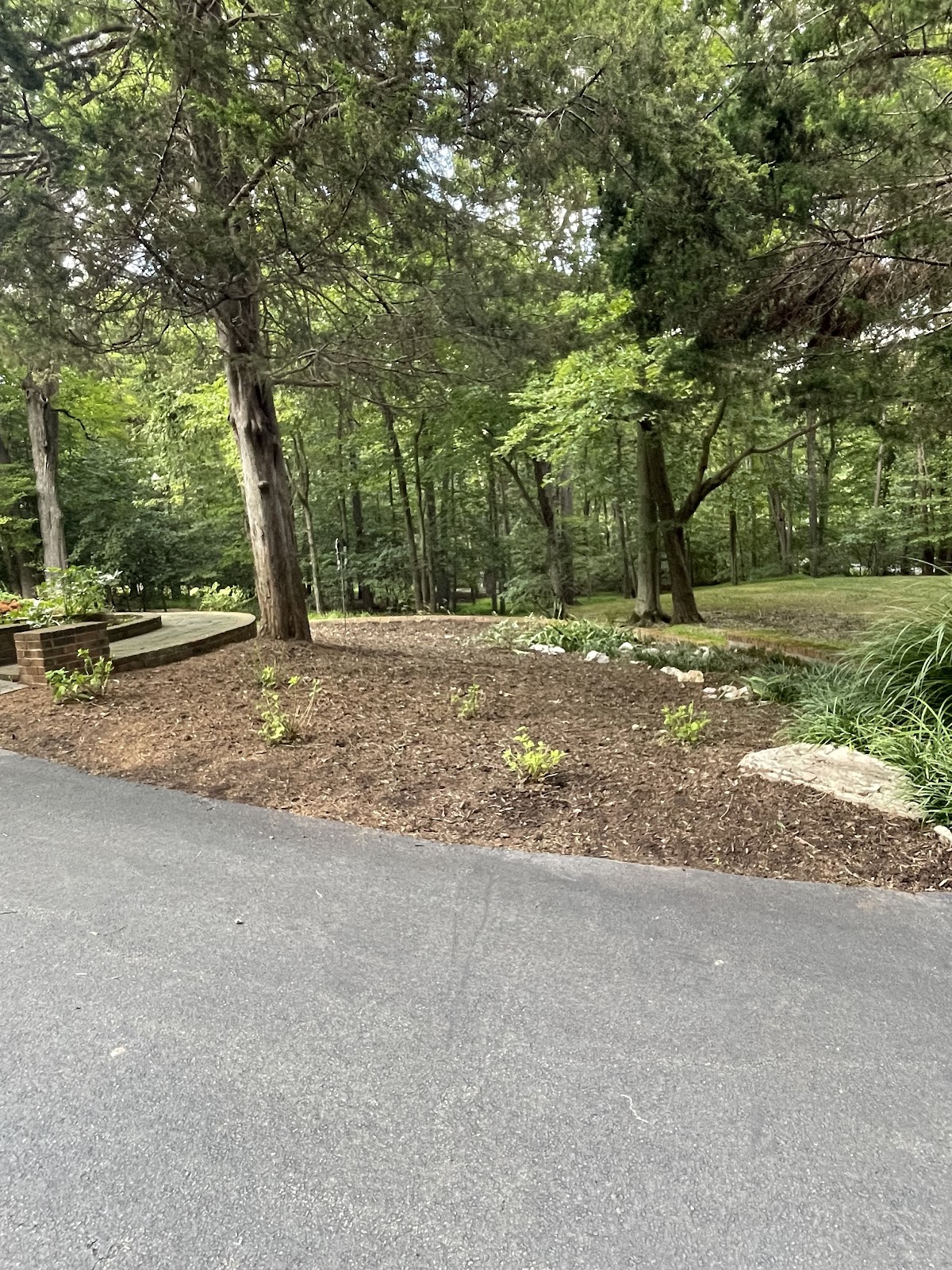 Mulched planting bed along a wooded driveway